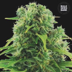 AUTO NORTHERN LIGHT · Bulk Seed Bank · semi di canapa · Auto Fem