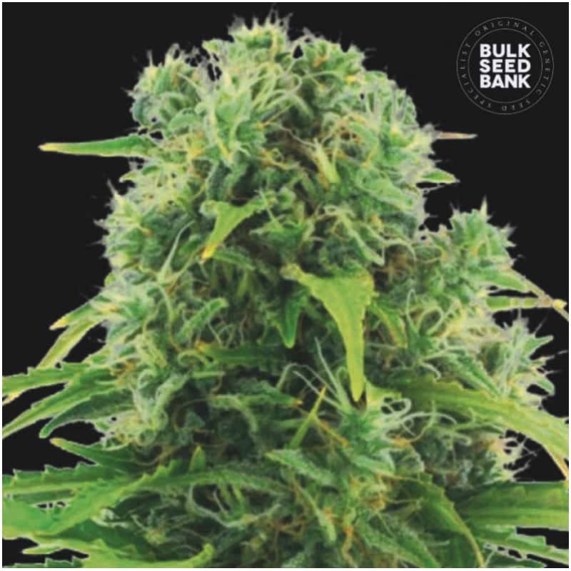 AUTO NORTHERN LIGHT · Bulk Seed Bank ·  cannabis samen · Auto Fem