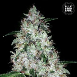 AUTO OG KUSH · Bulk Seed Bank · kenevir tohum · Auto Fem