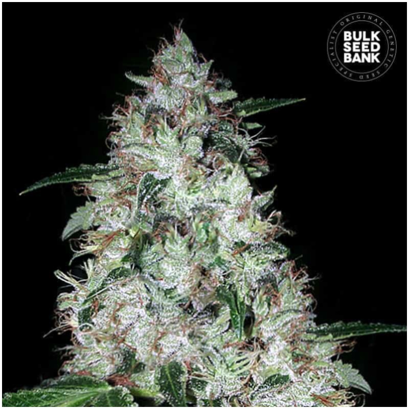 AUTO OG KUSH · Bulk Seed Bank · semi di canapa · Auto Fem
