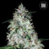 AUTO OG KUSH · Bulk Seed Bank · cannabis seeds · Auto Fem