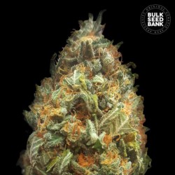 AUTO ORIGINAL ORANGE BUD · Bulk Seed Bank · cannabis seeds · Auto Fem