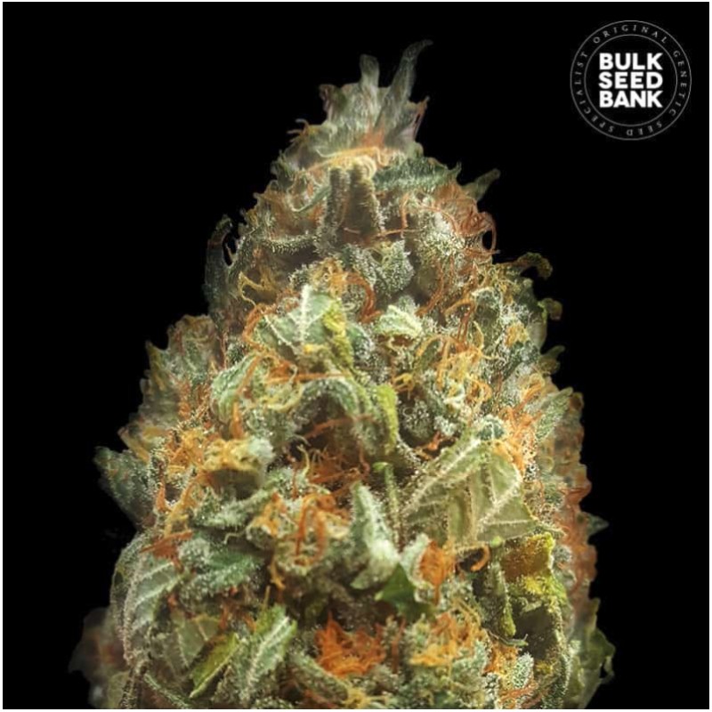 AUTO ORIGINAL ORANGE BUD · Bulk Seed Bank · cannabis samen · Auto Fem