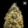 AUTO ORIGINAL ORANGE BUD · Bulk Seed Bank · cannabis samen · Auto Fem
