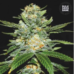 AUTO PERFECT POWER PLANT · Bulk Seed Bank · cannabis samen · Auto Fem