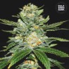 AUTO PERFECT POWER PLANT · Bulk Seed Bank · cannabis samen · Auto Fem