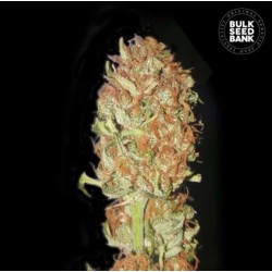 AUTO PSYCHEDELIC · Bulk Seed Bank · sementes de maconha · Auto Fem