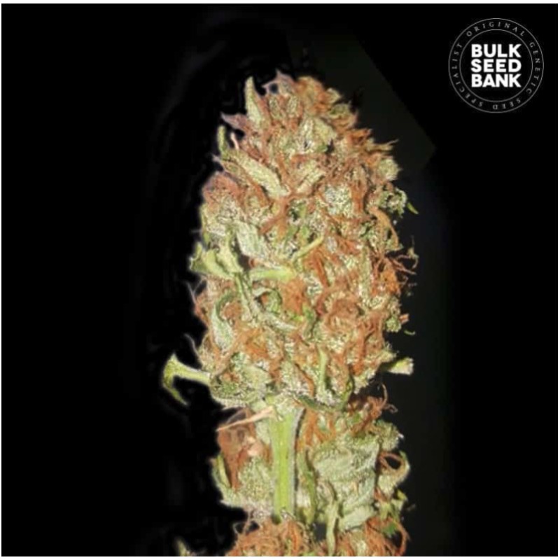 AUTO PSYCHEDELIC · Bulk Seed Bank · kenevir tohum · Auto Fem