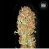AUTO PSYCHEDELIC · Bulk Seed Bank · cannabis samen · Auto Fem