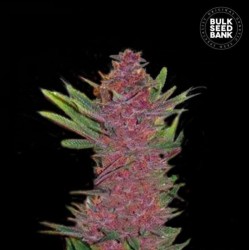 AUTO PURPLE GLAM KUSH · Bulk Seed Bank · kenevir tohum · Auto Fem