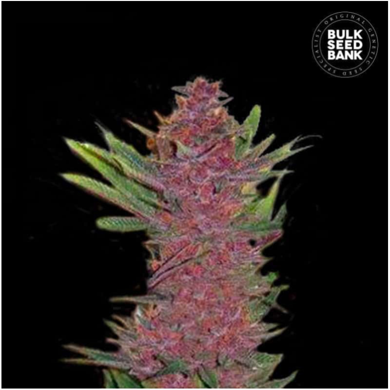 AUTO PURPLE GLAM KUSH · Bulk Seed Bank · sementes de maconha · Auto Fem