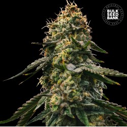 AUTO RUNTZ GLUNTZ · Bulk Seed Bank · kenevir tohum · Auto Fem