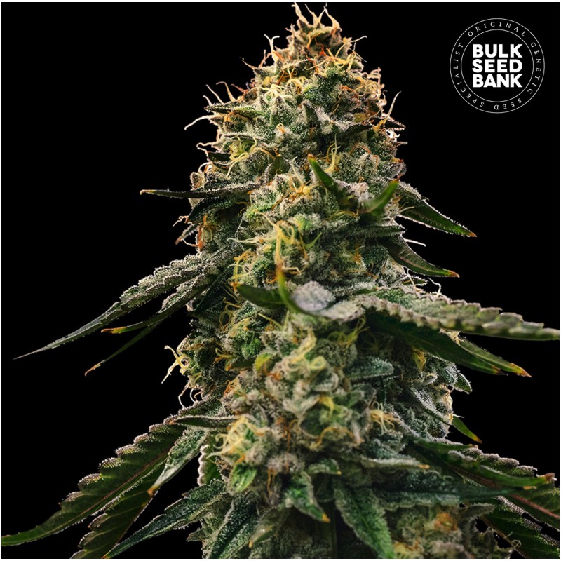 AUTO RUNTZ GLUNTZ · Bulk Seed Bank · cannabis samen · Auto Fem