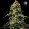AUTO RUNTZ GLUNTZ · Bulk Seed Bank · cannabis seeds · Auto Fem