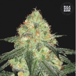 AUTO SOUR DIESEL · Bulk Seed Bank · semi di canapa · Auto Fem