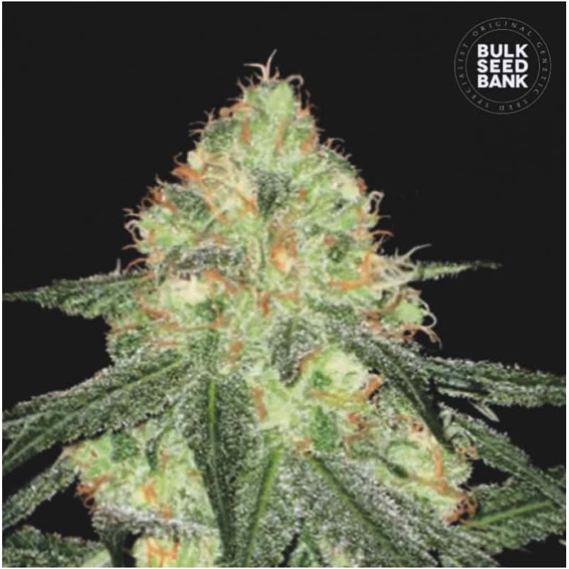 AUTO SOUR DIESEL · Bulk Seed Bank · cannabis samen · Auto Fem