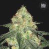 AUTO SOUR DIESEL · Bulk Seed Bank · semi di canapa · Auto Fem