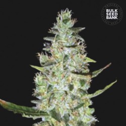 AUTO SPECIAL SKUNK · Bulk Seed Bank · sementes de maconha · Auto Fem