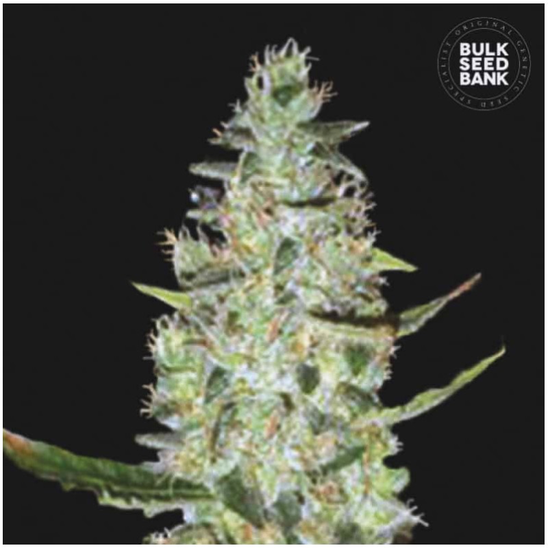 AUTO SPECIAL SKUNK · Bulk Seed Bank · cannabis samen · Auto Fem