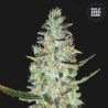 AUTO SPECIAL SKUNK · Bulk Seed Bank · kenevir tohum · Auto Fem