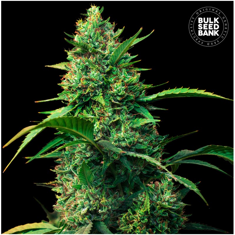 AUTO STRAWBERRY FERRY · Bulk Seed Bank · cannabis samen · Auto Fem