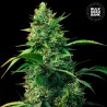 AUTO STRAWBERRY FERRY · Bulk Seed Bank · cannabis seeds · Auto Fem