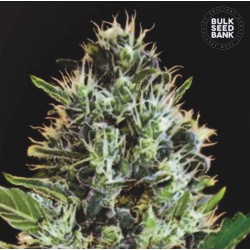 AUTO SUNMANGO · Bulk Seed Bank · sementes de maconha · Auto Fem