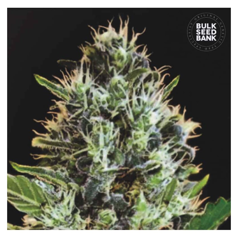 AUTO SUNMANGO · Bulk Seed Bank · cannabis samen · Auto Fem