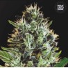 AUTO SUNMANGO · Bulk Seed Bank · semi di canapa  · Auto Fem