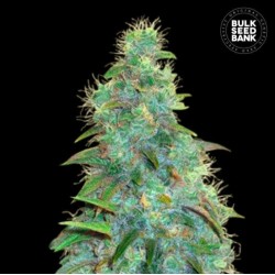 AUTO SWEET TOOTH · Bulk Seed Bank · cannabis seeds · Auto Fem