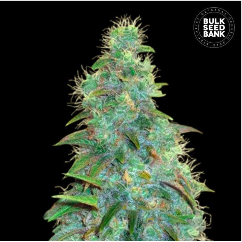 AUTO SWEET TOOTH · Bulk Seed Bank · sementes de maconha · Auto Fem