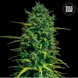 AUTO TROPICAL COCONUT · Bulk Seed Bank · sementes de maconha · Auto Fem