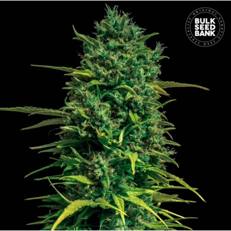 AUTO TROPICAL COCONUT · Bulk Seed Bank · cannabis seeds · Auto Fem