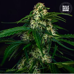 AUTO WATERMELON JAM · Bulk Seed Bank · sementes de maconha · Auto Fem