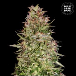 AUTO WHITE PRUSSIAN · Bulk Seed Bank · semi di canapa · Auto Fem