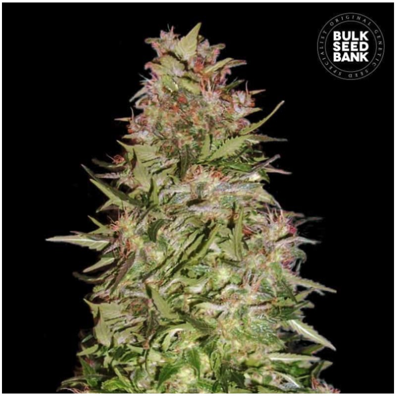 AUTO WHITE PRUSSIAN · Bulk Seed Bank · semi di canapa · Auto Fem