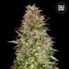 AUTO WHITE PRUSSIAN · Bulk Seed Bank · semi di canapa · Auto Fem