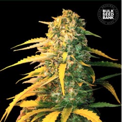 AUTO WHITE WIDOW · Bulk Seed Bank · sementes de maconha · Auto Fem