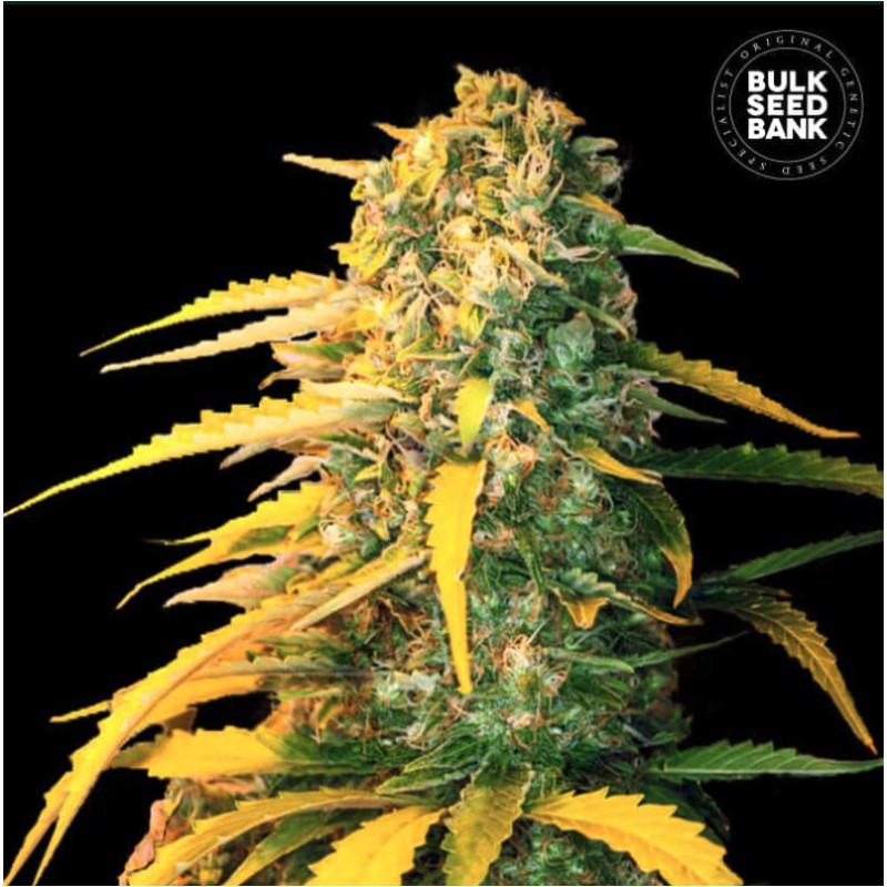 AUTO WHITE WIDOW · Bulk Seed Bank · sementes de maconha · Auto Fem