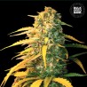 AUTO WHITE WIDOW · Bulk Seed Bank · sementes de maconha · Auto Fem