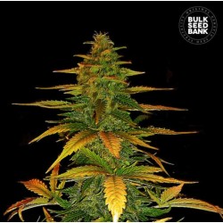 AUTO WILD DWARF · Bulk Seed Bank · kenevir tohum · Auto Fem