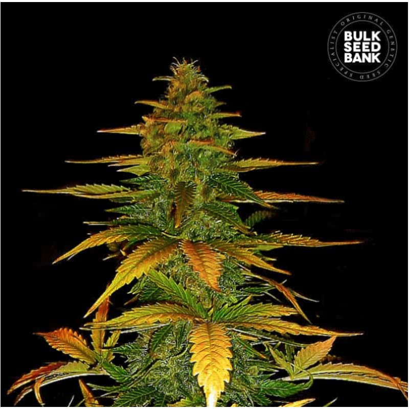 AUTO WILD DWARF · Bulk Seed Bank · semi di canapa · Auto Fem