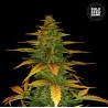 AUTO WILD DWARF · Bulk Seed Bank · semi di canapa · Auto Fem