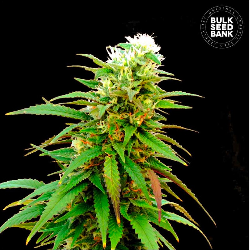 AUTO ZKITTLY ZI ZI · Bulk Seed Bank · cannabis samen · Auto Fem
