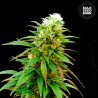 AUTO ZKITTLY ZI ZI · Bulk Seed Bank · semi di canapa · Auto Fem