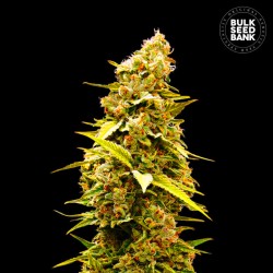 BANANA MONKEY · Bulk Seed Bank · cannabis seeds · Fem