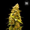 BANANA MONKEY · Bulk Seed Bank · cannabis seeds · Fem