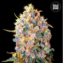 BIGGER BUD · Bulk Seed Bank · sementes de maconha · Fem