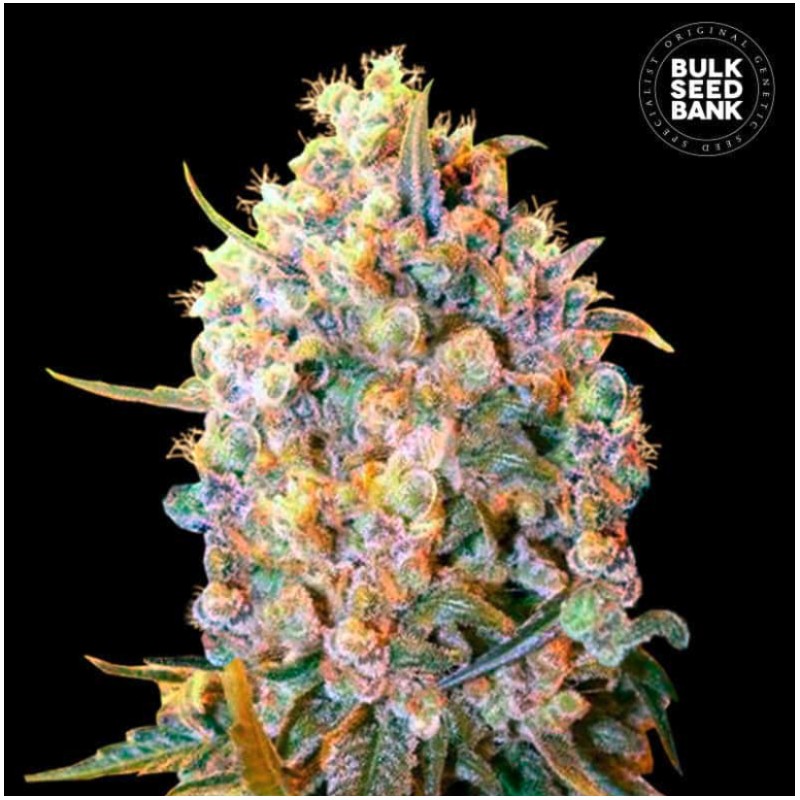 BIGGER BUD · Bulk Seed Bank · sementes de maconha · Fem