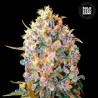 BIGGER BUD · Bulk Seed Bank · kenevir tohum · Fem